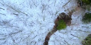 光秃秃的森林树冠和薄薄的积雪覆盖