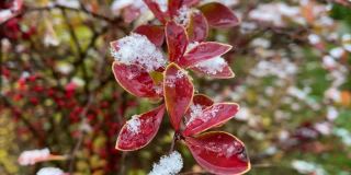 一种野生灌木，结满了雪的红色浆果。圣诞节的背景