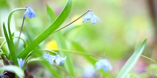 蓝色的雪花莲近距离摇曳从浅风。春天的第一朵花。春天森林里的一片开着紫罗兰色花朵的林间空地