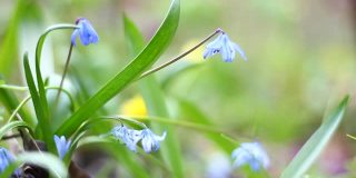 蓝色的雪花莲近距离摇曳从浅风。春天的第一朵花。春天森林里的一片开着紫罗兰色花朵的林间空地