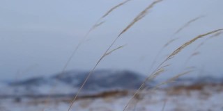 在寒冷的冬雪多风的天气里，蓝色的日落天空和雪山映衬下的草生长耳朵剪影视频