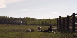 绵羊在农场的田野上休息