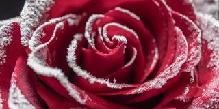 时间流逝的玫瑰冻结，冰晶生长在寒冷的玫瑰