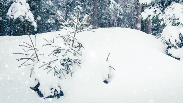 树枝上美丽的蓬松的雪。雪花从云杉树枝上美丽地飘落下来。冬天的童话，树在雪中囚禁。冬天下雪的录像