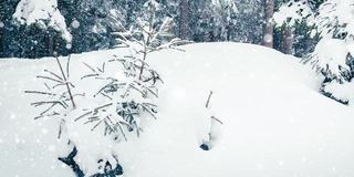 树枝上美丽的蓬松的雪。雪花从云杉树枝上美丽地飘落下来。冬天的童话，树在雪中囚禁。冬天下雪的录像