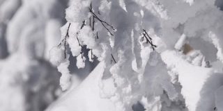 树枝在霜雪中随风摇摆
