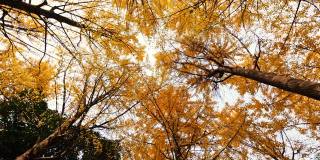 低角度观看金色的银杏叶树在阳光明媚的秋日，旋转拍摄，4k b卷循环镜头，秋天的概念。