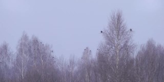 Black grouse (Tetrao tetrix) in Chernobyl Zone
