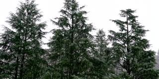 自然的雪落在常青树的背景。大的雪花。在冬天降雪。冬天的第一场雪。树没有被雪覆盖。4 k