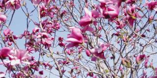 春天的时间。盛开的粉红色木兰在风中对着蓝天。有选择性的重点。