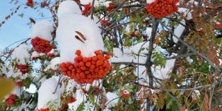 自然异常。初冬。白雪覆盖的白蜡树枝桠上挂满了鲜红多汁的浆果，花园里的绿叶也被白雪覆盖。自然之美自然之美。关闭了。