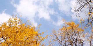 低角度的金色银杏叶飞行与蓝天和银杏森林背景，慢镜头b卷镜头。