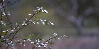 第一场雪的概念。雪花飘落在地上和绿叶上