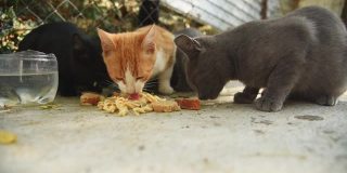 一群无家可归的猫在街上吃食物，这些食物是善良的人们和志愿者给它们的