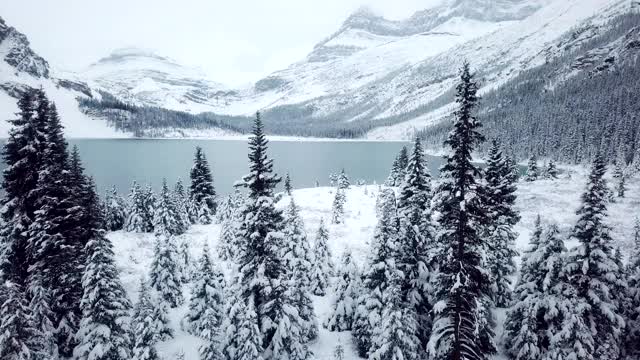 鸟瞰图积雪覆盖的森林