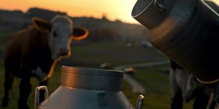日落时分，农夫将牛奶倒进桶里