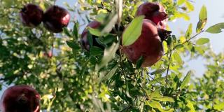 成熟的石榴果实生长在树上。美丽的红石榴树上。树枝上有新鲜的水果。阳光躺在石榴树上。天然食品的概念。特写镜头