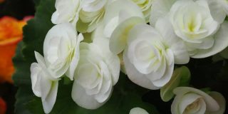 海棠球(玫瑰色)，白色海棠球