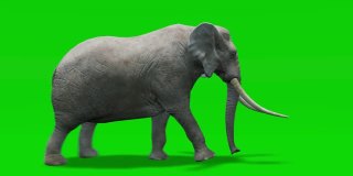 大象运行动画与运动模糊的绿色屏幕。概念动物、野生动物、游戏、返校、3d动画、短视频、电影、卡通、有机、色度键、角色动画、设计元素、可循环