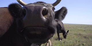 特写搞笑黑牛尝试舔相机。奶牛在草地上吃草