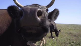 特写搞笑黑牛尝试舔相机。奶牛在草地上吃草视频素材模板下载