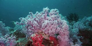 泰国海底的粉红色树突软珊瑚