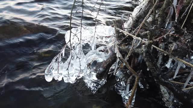 芬兰，当湖面开始结冰时，植物被冰覆盖