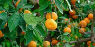 橘子树的花园。树枝上结黄色和橙色的柑橘果实。