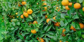 橘子树的花园。树枝上结黄色和橙色的柑橘果实。