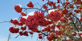 自然异常。初冬。白雪覆盖的白蜡树枝桠上挂满了鲜红多汁的浆果，花园里的绿叶也被白雪覆盖。自然之美自然之美。关闭了。