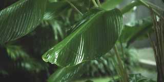 在雨季，绿色潮湿的热带树叶丛中有水滴流下来