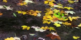 近距离的水流过多彩的秋叶