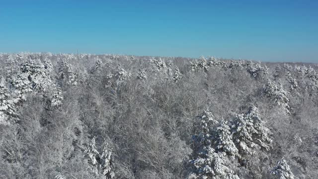 冬季雪地下森林的无人机视频。