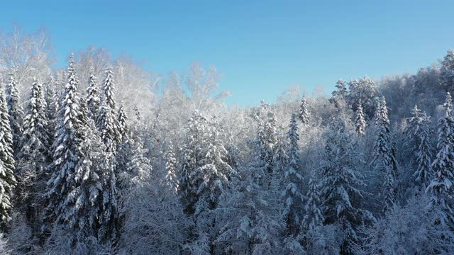 冬季雪地下的森林从侧面移动的无人机航拍视频。