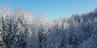 冬季雪地下的森林从侧面移动的无人机航拍视频。