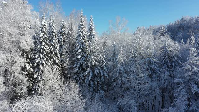 冬季雪地下森林的无人机视频。