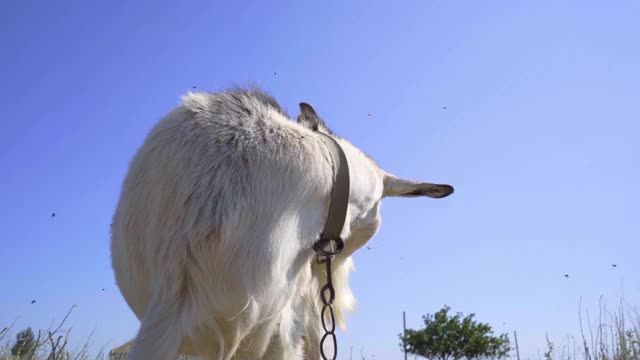 Goat Try Butting Head with Camera. Funny Goat Close-up