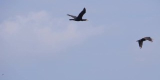缓慢的运动。鸟儿和大雁列队飞翔，蓝天。成群迁徙的大鸬鹚。