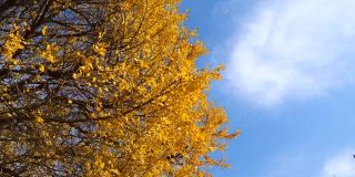 低角度的金色银杏叶飞行与蓝天和银杏森林背景，4k慢镜头b卷镜头。