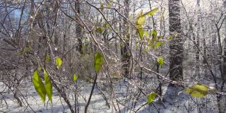 在大雪后的一个阳光明媚的日子里，在森林里冬季景观的镜头
