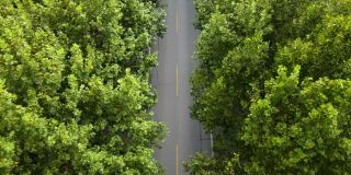 鸟瞰图树木和道路在城市的交通和汽车在街道上移动。