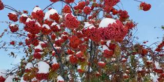 自然异常。初冬。白雪覆盖的白蜡树枝桠上挂满了鲜红多汁的浆果，花园里的绿叶也被白雪覆盖。自然之美自然之美。