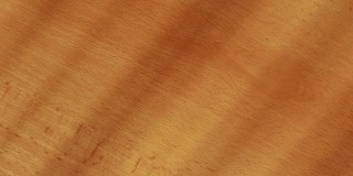 木桌山毛榉树视频背景