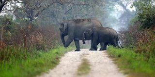 在印度的森林里，一大群亚洲象正在穿过马路