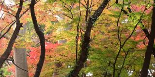 东京日本枫树的秋叶颜色