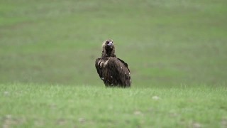 自由野生秃鹫在绿色草地视频素材模板下载