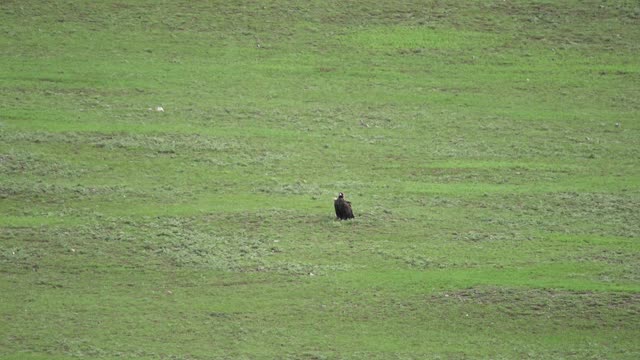 自由野生秃鹫在绿色草地