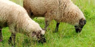 在4K视频中，两只年轻的公羊在农场的花园里抽动，咀嚼和吃着新鲜的绿草。