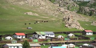 蒙古镇旁草地上的牦牛群