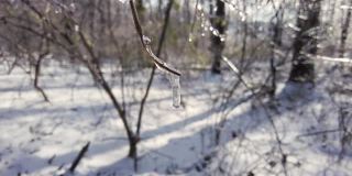 冬季大雪过后，小树枝上形成冰柱的特写镜头
